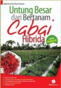Bertanam Cabai Hibrida Untuk Industri