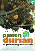 Panen durian di Pekarangan Rumah